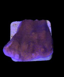 Alternative view of Montipora Superman Reverse (Mystic) M