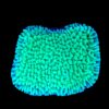 Montipora Undata Green Purple Polyps M