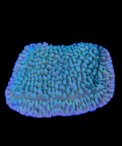 Alternative view of Montipora Undata Green Purple Polyps M