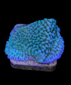Alternative view of Montipora Undata Green Purple Polyps M