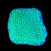 Montipora Undata Green Purple Polyps M