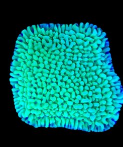 Montipora Undata Green Purple Polyps M