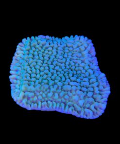 Alternative view of Montipora Undata Green Purple Polyps M