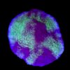 Montipora Undata Purple Mini Colônia