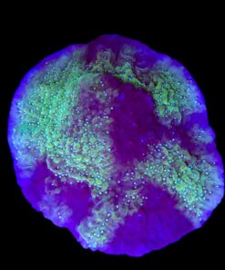 Montipora Undata Purple Mini Colônia