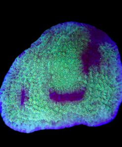 Montipora Undata Purple Mini Colônia