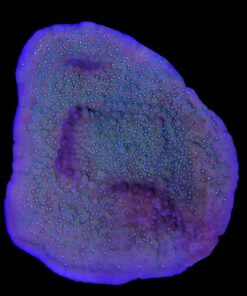 Alternative view of Montipora Undata Purple Mini Colônia