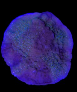 Alternative view of Montipora Undata Purple Mini Colônia