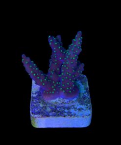 Alternative view of Nana Purple Neon Polyps M