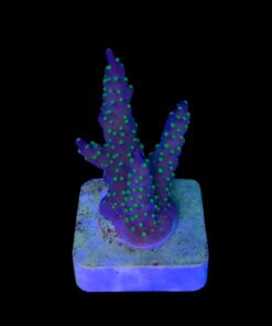 Nana Purple Neon Polyps M