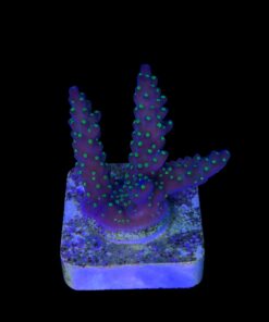 Alternative view of Nana Purple Neon Polyps M