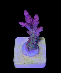 Alternative view of Nebulosa M