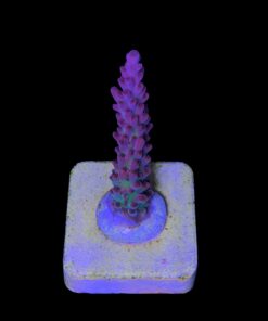 Alternative view of Nebulosa M