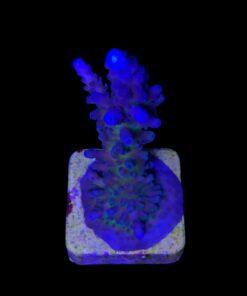 Alternative view of Ora Blue Green G