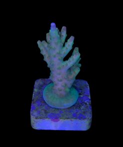 Alternative view of Paletta Pink Tips M