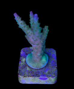 Alternative view of Paletta Pink Tips M