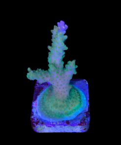 Alternative view of Paletta Pink Tips M