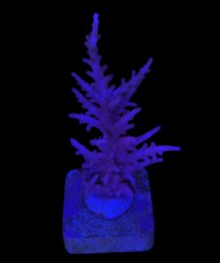 Alternative view of Pink Dragon M