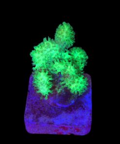 Pocillopora Green M