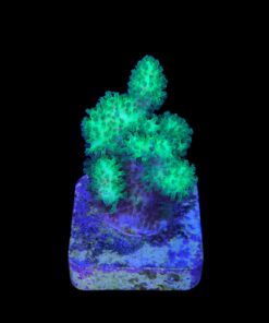Alternative view of Pocillopora Green M