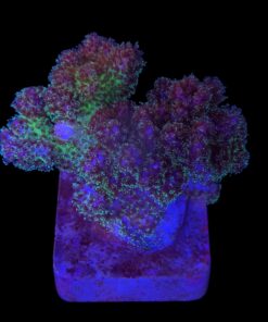 Pocillopora Purple M