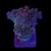 Pocillopora Purple M
