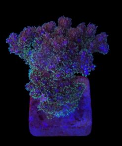 Pocillopora Purple M