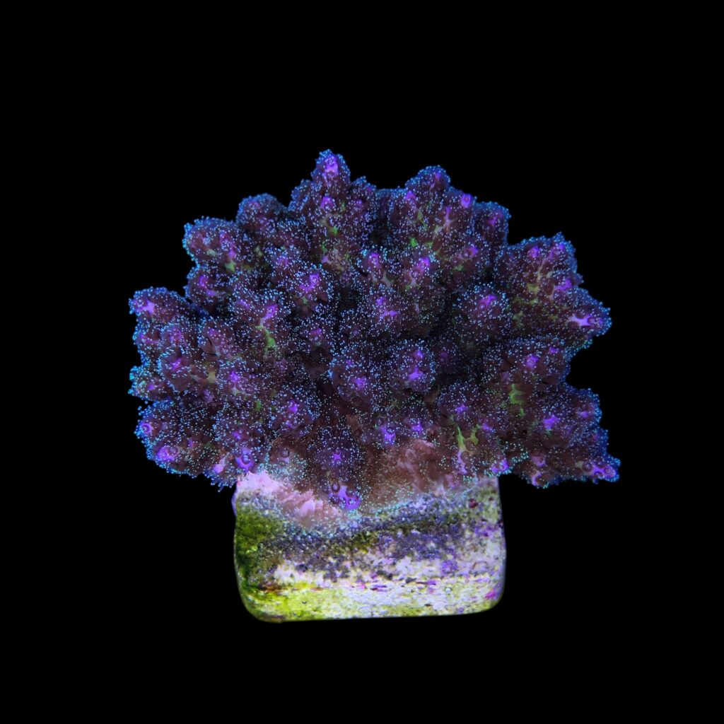 Ocyan