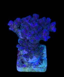 Alternative view of Pocillopora Purple M