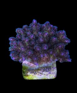 Alternative view of Pocillopora Purple M