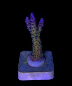 Alternative view of Posseidon M