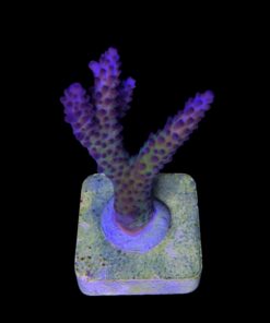 Alternative view of Posseidon M