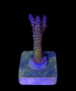 Alternative view of Posseidon M