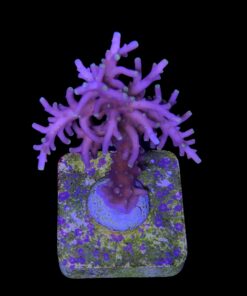 Alternative view of Red Ferrari M