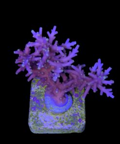 Alternative view of Red Ferrari M