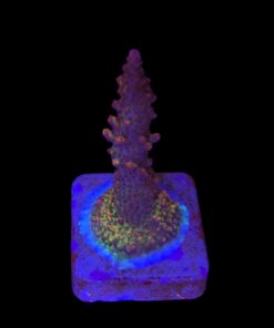 Red Robin Staghorn M