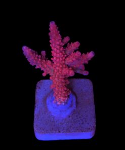 Red Robin Staghorn M