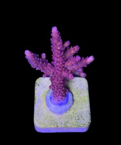 Alternative view of Red Robin Staghorn M