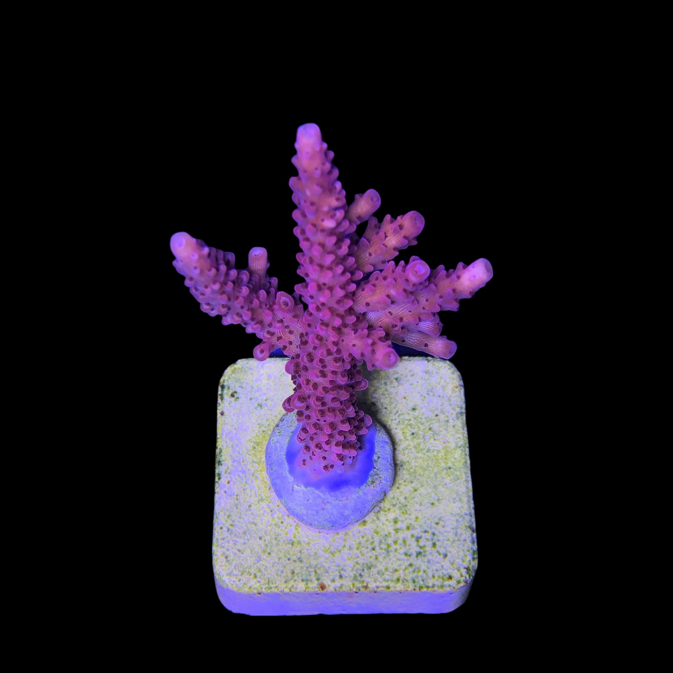 Red Robin Staghorn M - Imagem 2