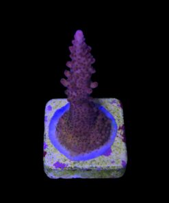 Alternative view of Red Robin Staghorn M