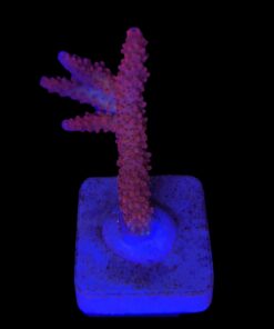 Red Robin Staghorn M