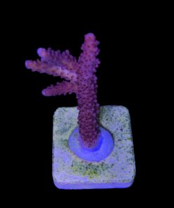 Alternative view of Red Robin Staghorn M