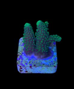 Alternative view of Salmoensis Green M