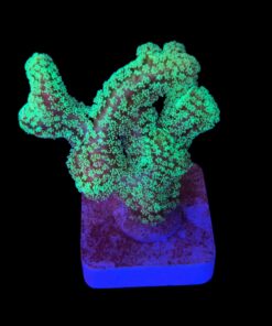 Seriatopora Caliendrum G