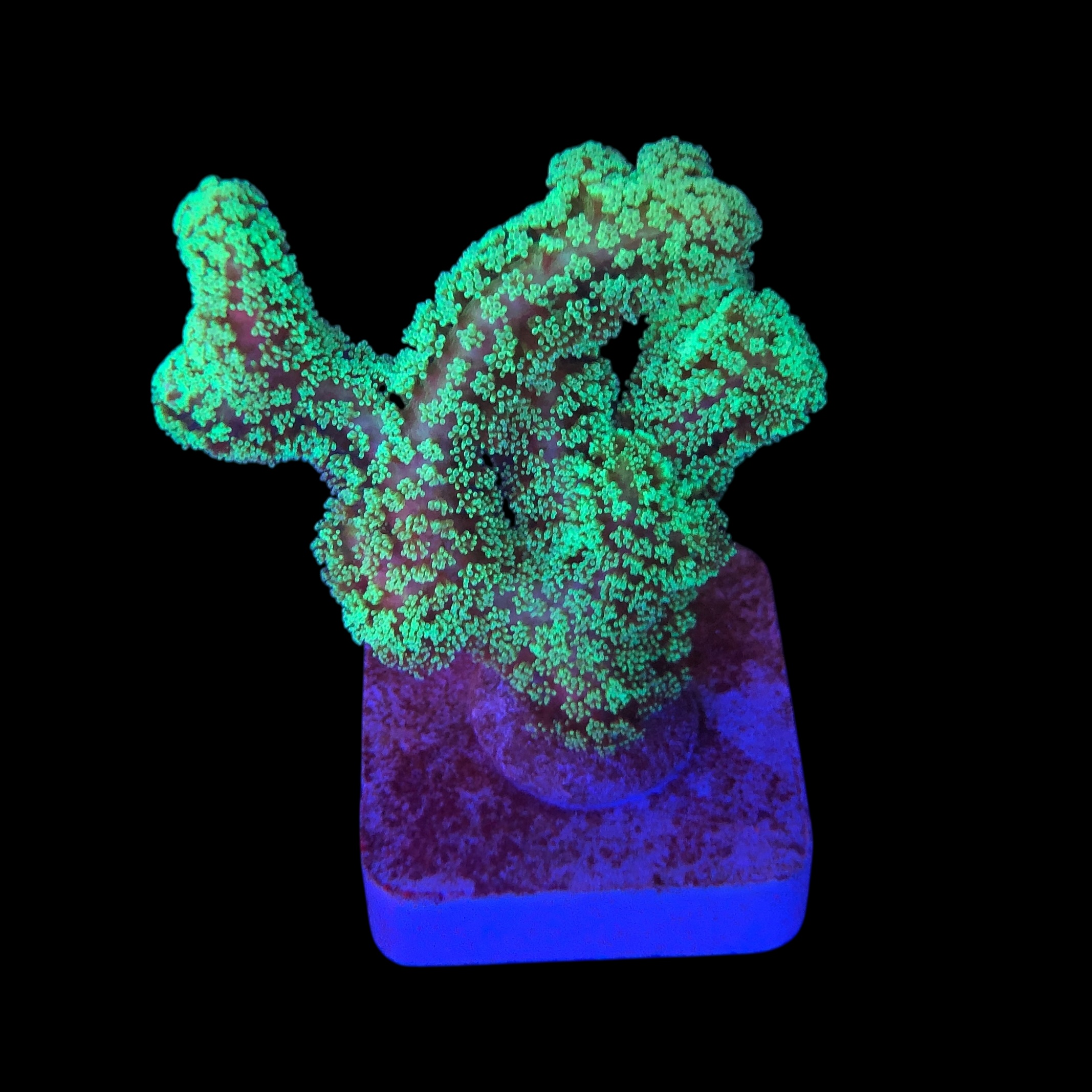 Seriatopora Caliendrum G