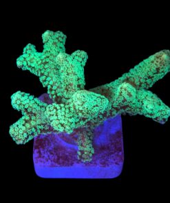 Seriatopora Caliendrum G