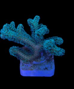 Alternative view of Seriatopora Caliendrum G