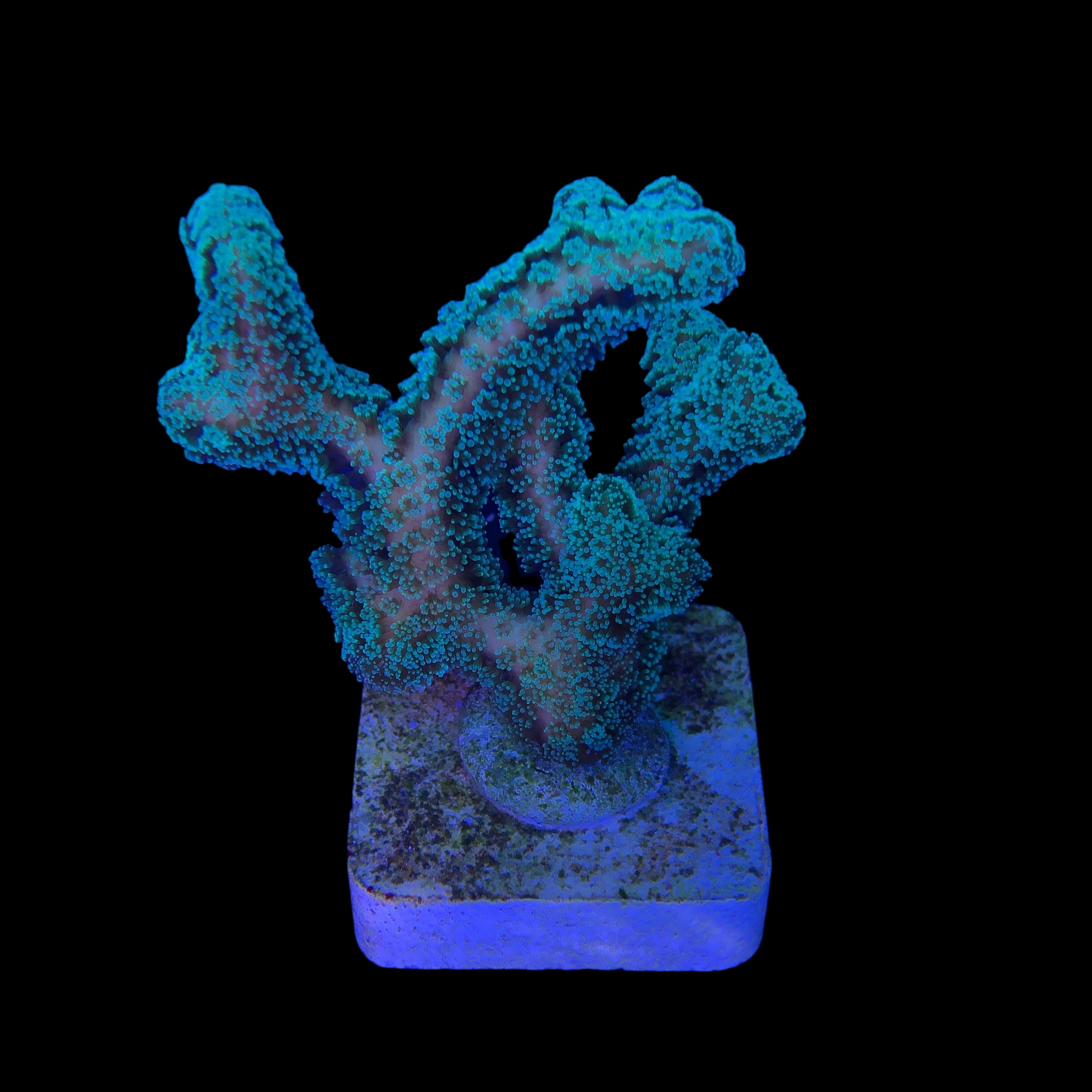 Seriatopora Caliendrum G - Imagem 2