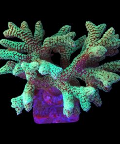 Seriatopora Caliendrum Mini Colônia