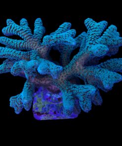 Alternative view of Seriatopora Caliendrum Mini Colônia